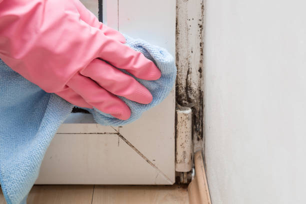 Best Post-Flood Mold Remediation in USA